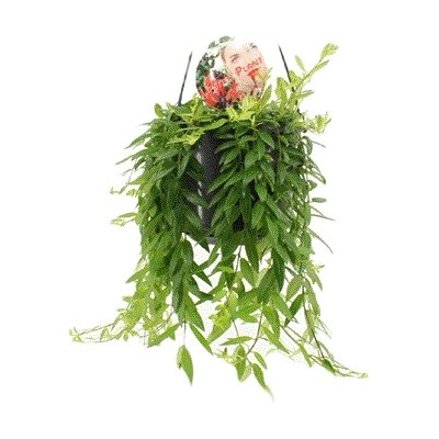 Gardners Aeschynanthus Japhrolepis - závěs, průměr 15 cm Rděnka