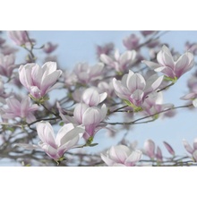 Komar 8-738 Fototapeta Magnolia Rozměr 368 x 254 cm