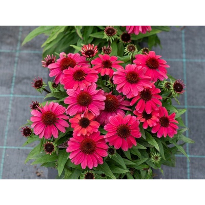 Echinacea purpurová SunMagic Vintage Red