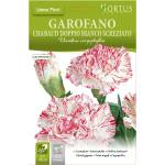 Hortus Карамфил Шабо бяло с червен край Chabaud Doppio Bianco Screziato