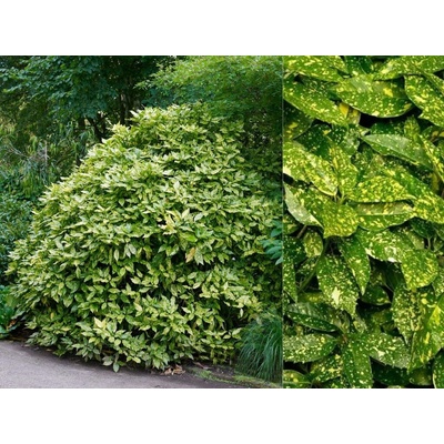 Aukuba japonská Crotonifolia, výška 30-40 cm, kvetináč 17 cm
