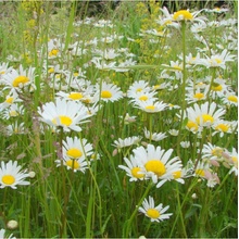 Kopretinová louka - semena Planta Naturalis - směs - 10 g