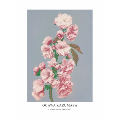 Принт Cherry Blossom, Огава Казумаса - репродукция (Print1076)
