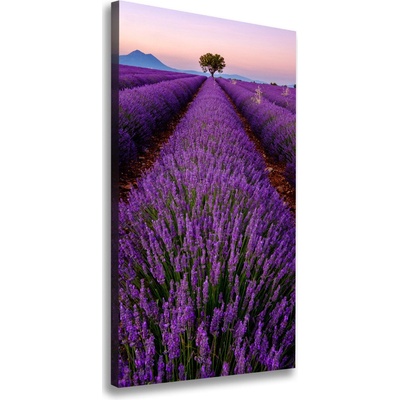 Vertikálny foto obraz canvas Pole levanduľe 50x100 cm