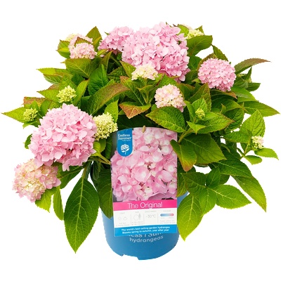 Endless Summer® The Original® Pink - Endless Summer - Хортензия макрофила