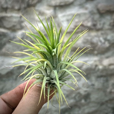 Tillandsia ionantha Druid
