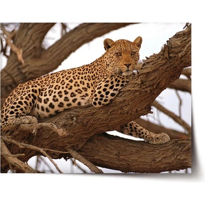 Sablio Plagát Leopard 2 - 90x60 cm
