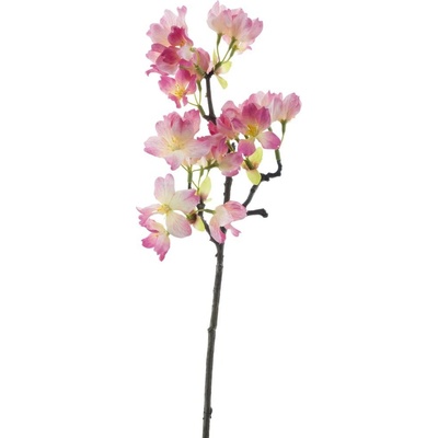 Divoký květ 'Busan' fialová (beauty) V40 cm (N969286)
