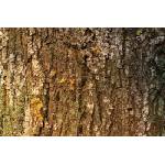 DIMEX ART Флизелинов фототапет кора на дърво с мъх 375 x 250 см