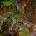 Foreverglade - Worm CD