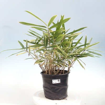 e-bonsai Venkovní bonsai - Sasaella masamuneana Albostriata - Bambus panašovaný