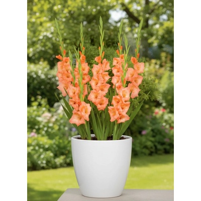 Gladiola 'Georgia peach' 5 ks