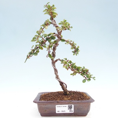 e-bonsai Venkovní bonsai - Cotoneaster horizontalis - Skalník