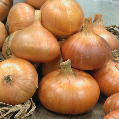 Cibuľa Cymes je najlepšia na jarné semienka cibule a zeleniny úrodná, chutná