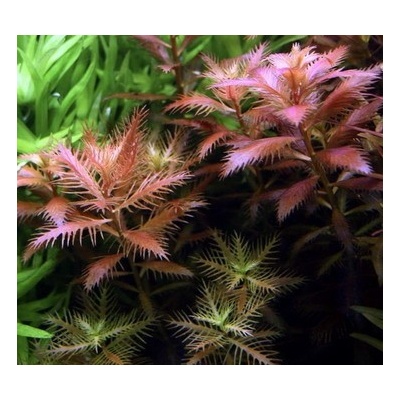 Proserpinaca palustris Cuba