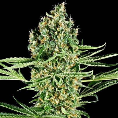 Sensi Seeds Research Critical Runtz semienka neobsahujú THC 1 ks