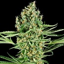 Sensi Seeds Critical Runtz Research semena neobsahují THC 3 ks