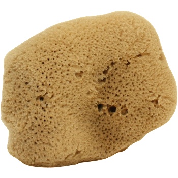 Cose della Natura Копринена гъба - Голям, 12-14 г