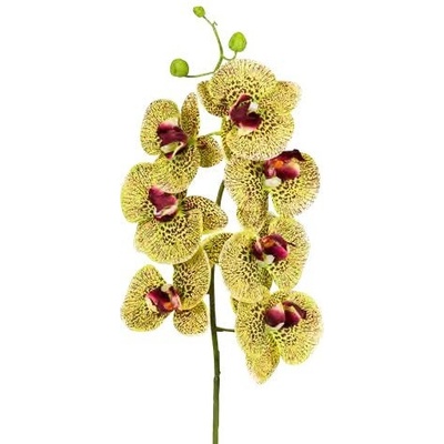 Orchidej (phalaenopsis) (x10) zlutá v90 cm (FB206650807)