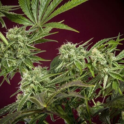 Reggae Seeds CBD Republik 1 semena neobsahují THC 7 ks