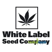 White Label Purple Bud Automatic semena neobsahují THC 3 ks