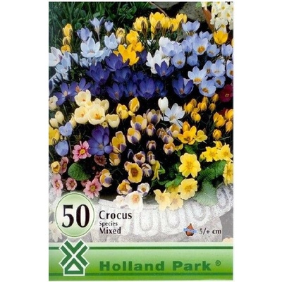 CROCUS BIG ks botanic.MIX 50ks