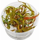 Cryptocoryne crispatula