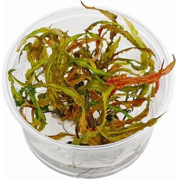 Cryptocoryne crispatula