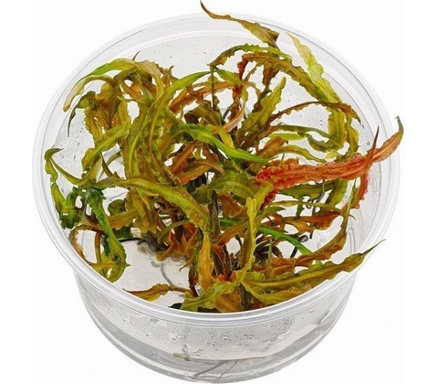 Cryptocoryne crispatula