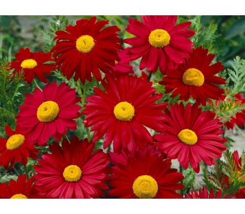 Margaréta Robinson Red