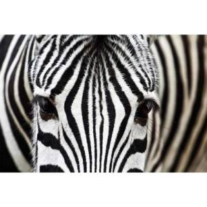 DIMEX ART Флизелинов фототапет зебра 375 x 250 см