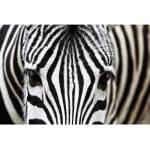 DIMEX ART Флизелинов фототапет зебра 375 x 250 см