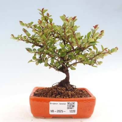 e-bonsai Venkovní bonsai - Cotoneaster horizontalis - Skalník