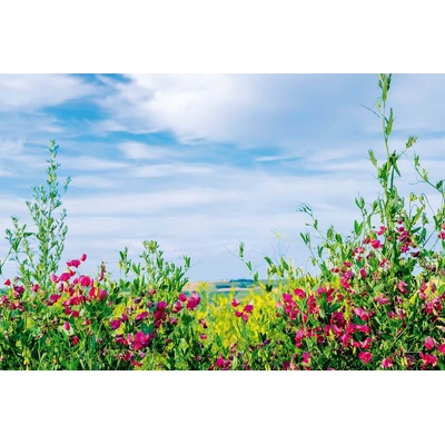 DIMEX ART Флизелинов фототапет билка с небе 375 x 250 см