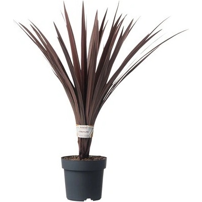 Kordylínka austrálska Cordyline australis výška 20-30 cm kvetináč Ø 17 cm