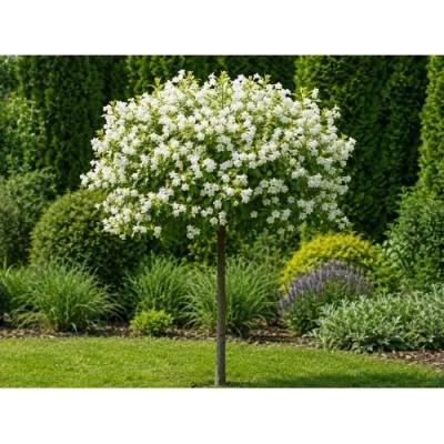 Vajgela kvetnatá (Weigela florida) ´CANDIDA´ - výška 110-140 cm, kont. C4L - NA KMIENKU