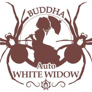 Buddha Seeds White Widow AUTO semena neobsahují THC 3 ks