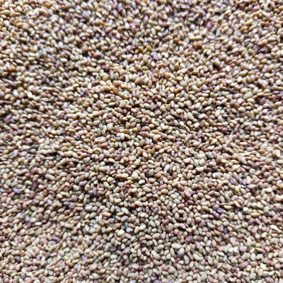 Microgreens Lucerna na mikrozeleninu 50 g