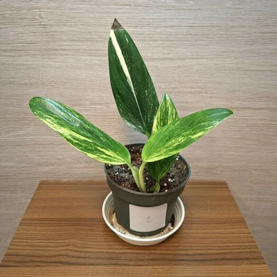 Monstera Standleyana Variegata "S" č2