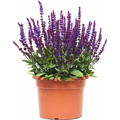 Šalvia hájna Salvatore Blue - Salvia nemorosa, kont. 0,5 l