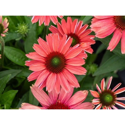 Echinacea purpurová SunMagic Vintage Watermelon