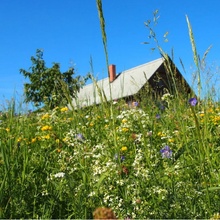 Chalupářská louka - osivo Planta Naturalis - směs lučních květin a trav - 10 g