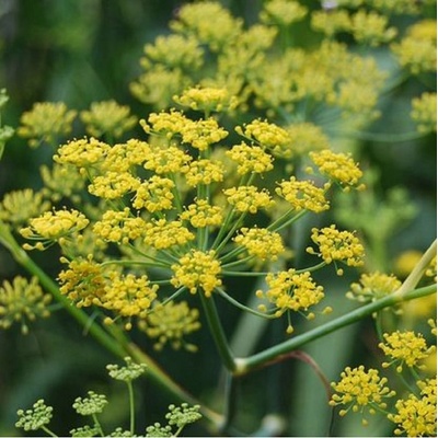 Fenikel koreninový - Foeniculum vulgare - semená fenikla - 100 ks