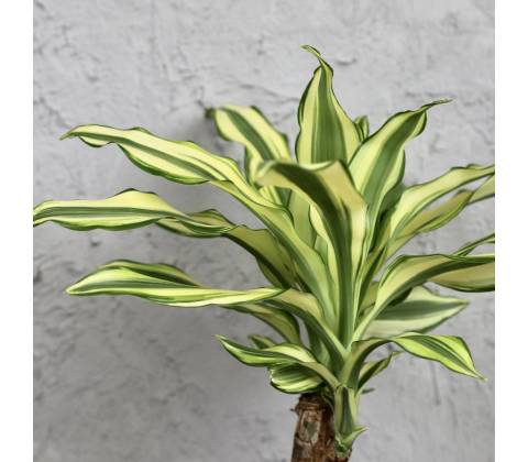 Dracaena yellow coast