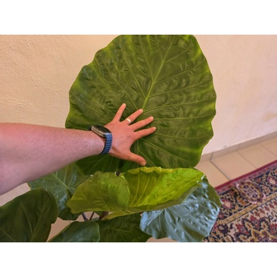 PlantBros flower Alocasia 'Imperial Red'
