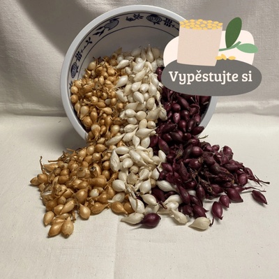 Cibule sazečka - mix odrůd, 250 g