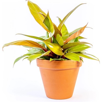 Gardners Philodendron Prince of Orange, průměr 12-14 cm Filodendron