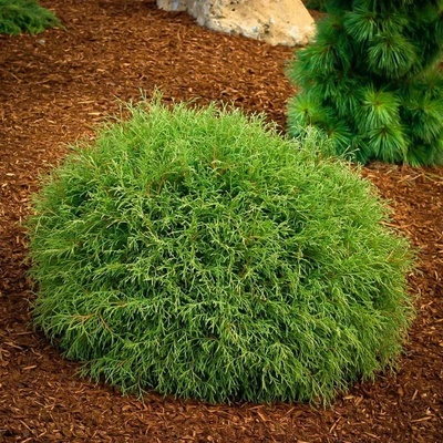 Tuje západní – Thuja occidentalis 'Mr. Bowling Ball'