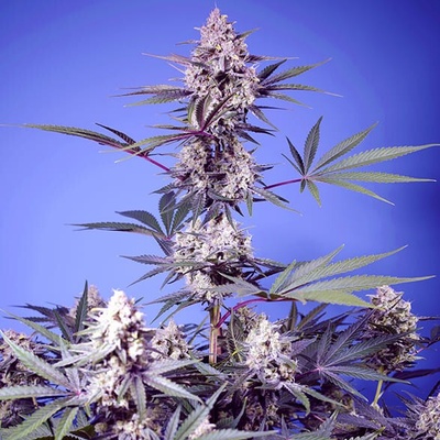 Sweet Seeds Mental Rainbow F1 Fast Version semienka neobsahujú THC 3 ks