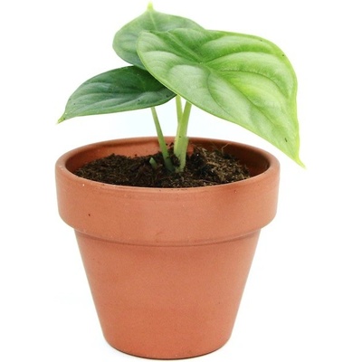 Gardners Alocasia Dragon Scale, průměr 6 cm Alokásie, Alokázie